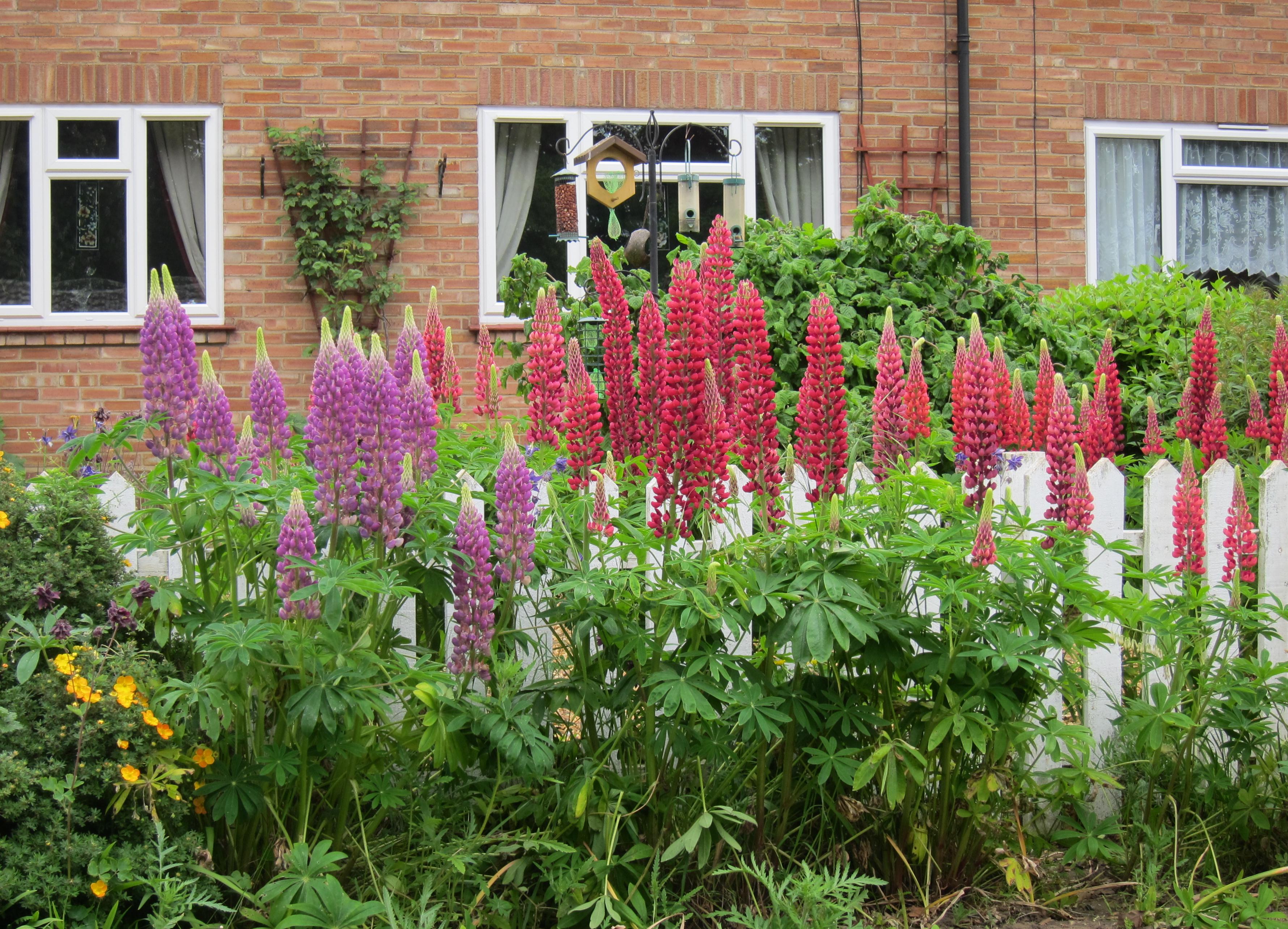 Lupines in Little Cressingham