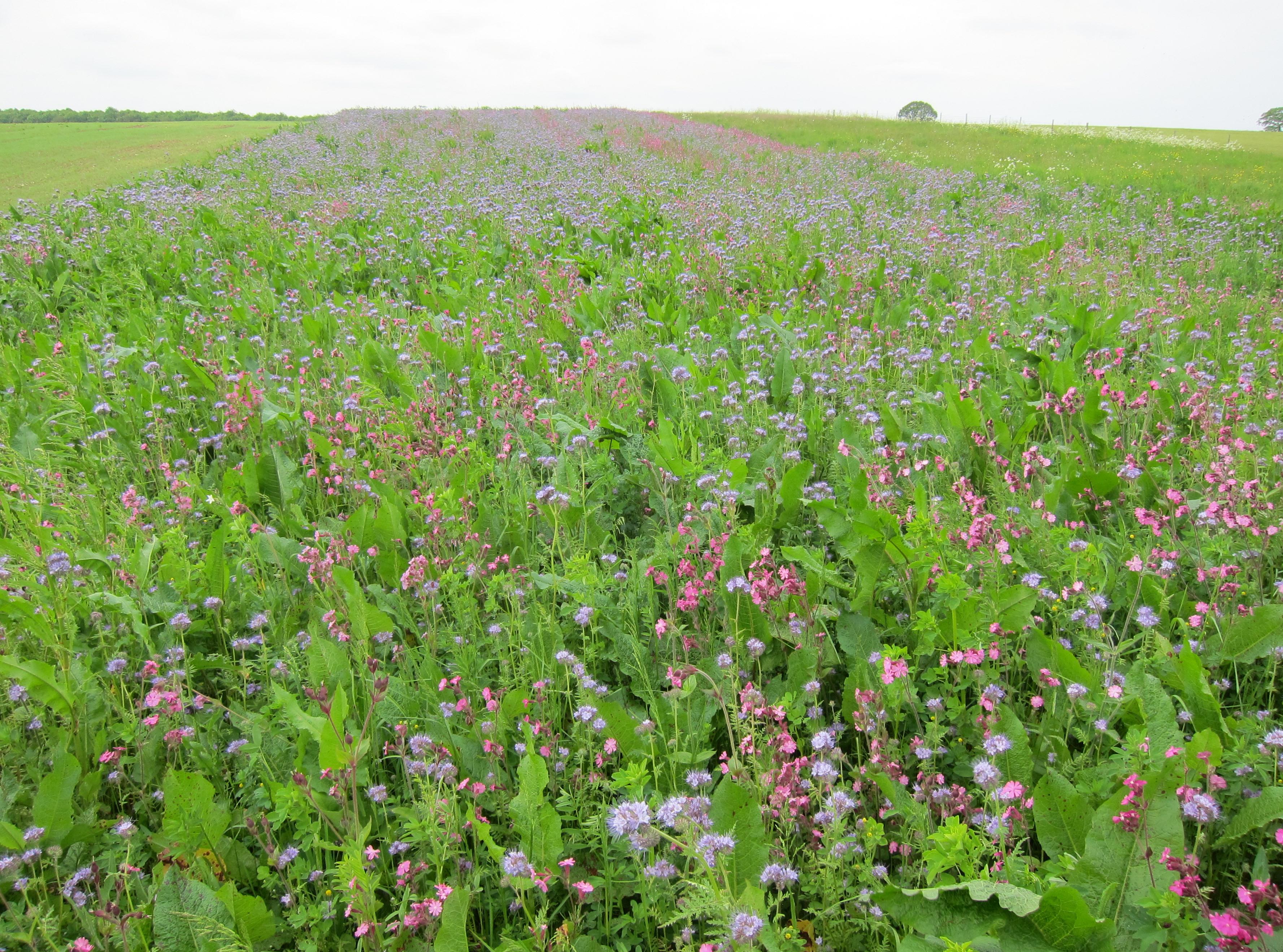 Wildflowers on the road from Harpley back to the Peddars Way