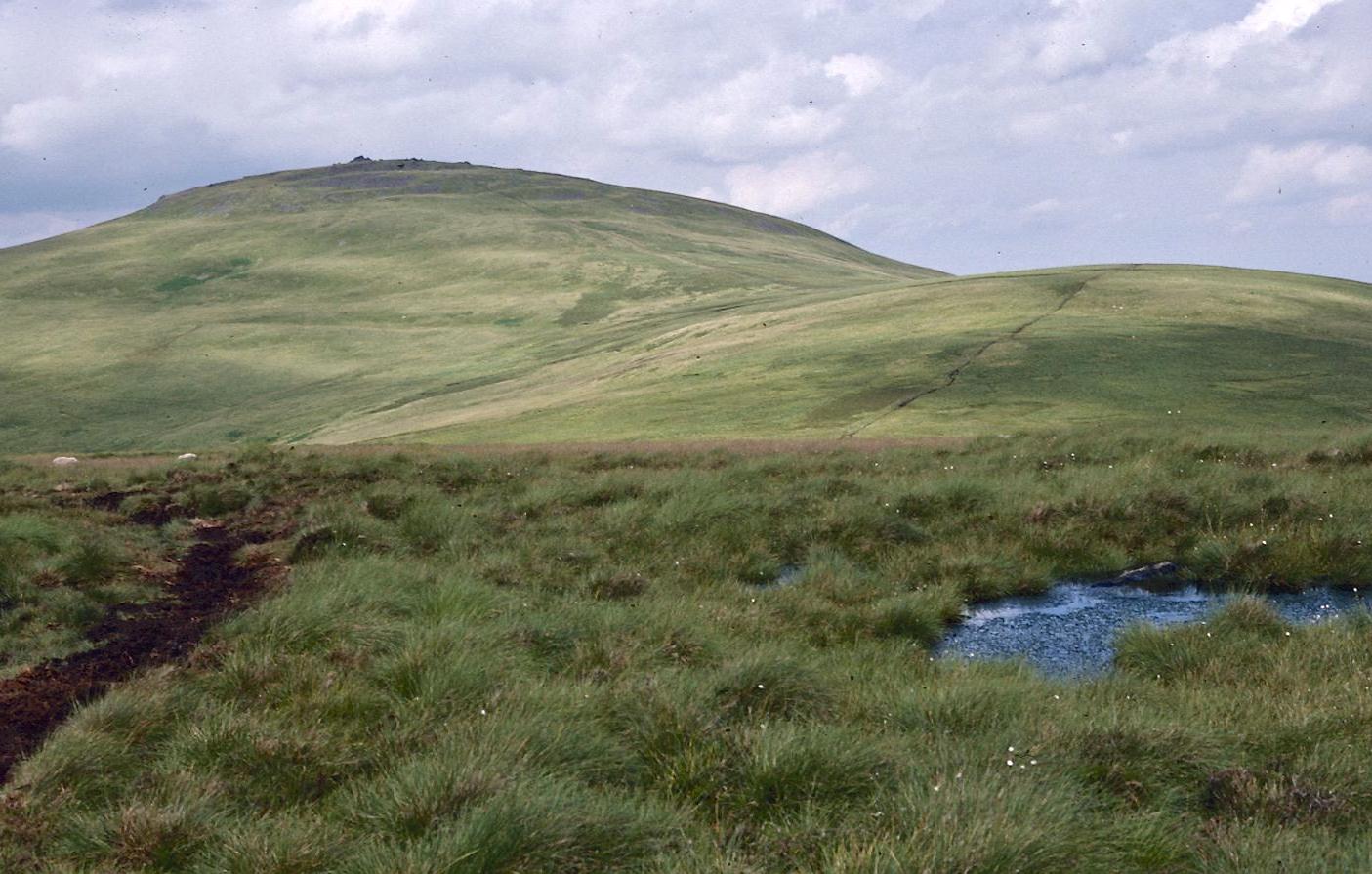 The Schil