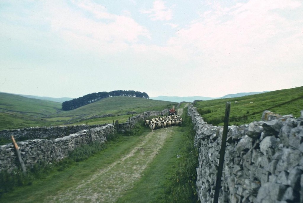 Hard-charging sheep on Horton Scar Lane