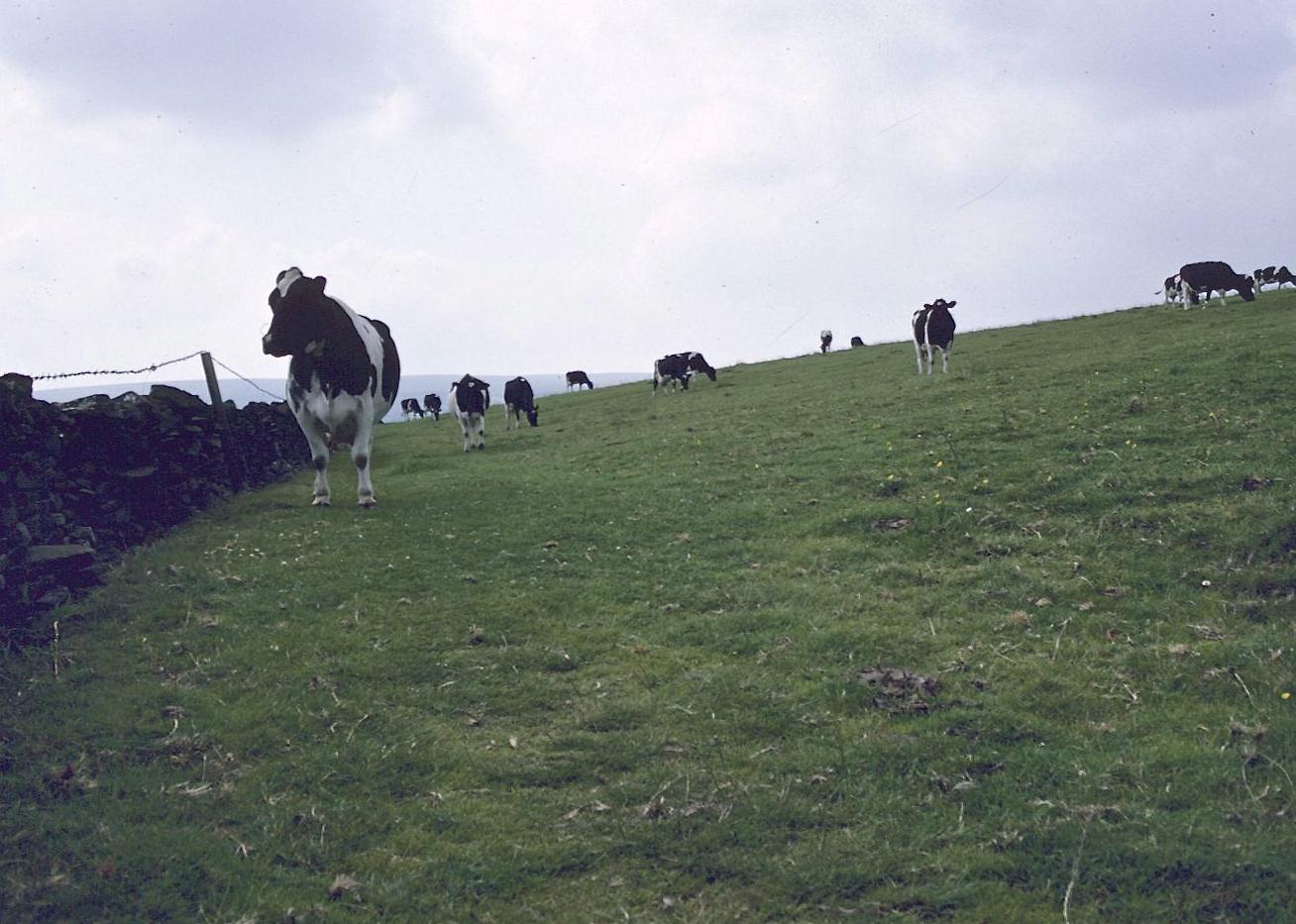 In cow country