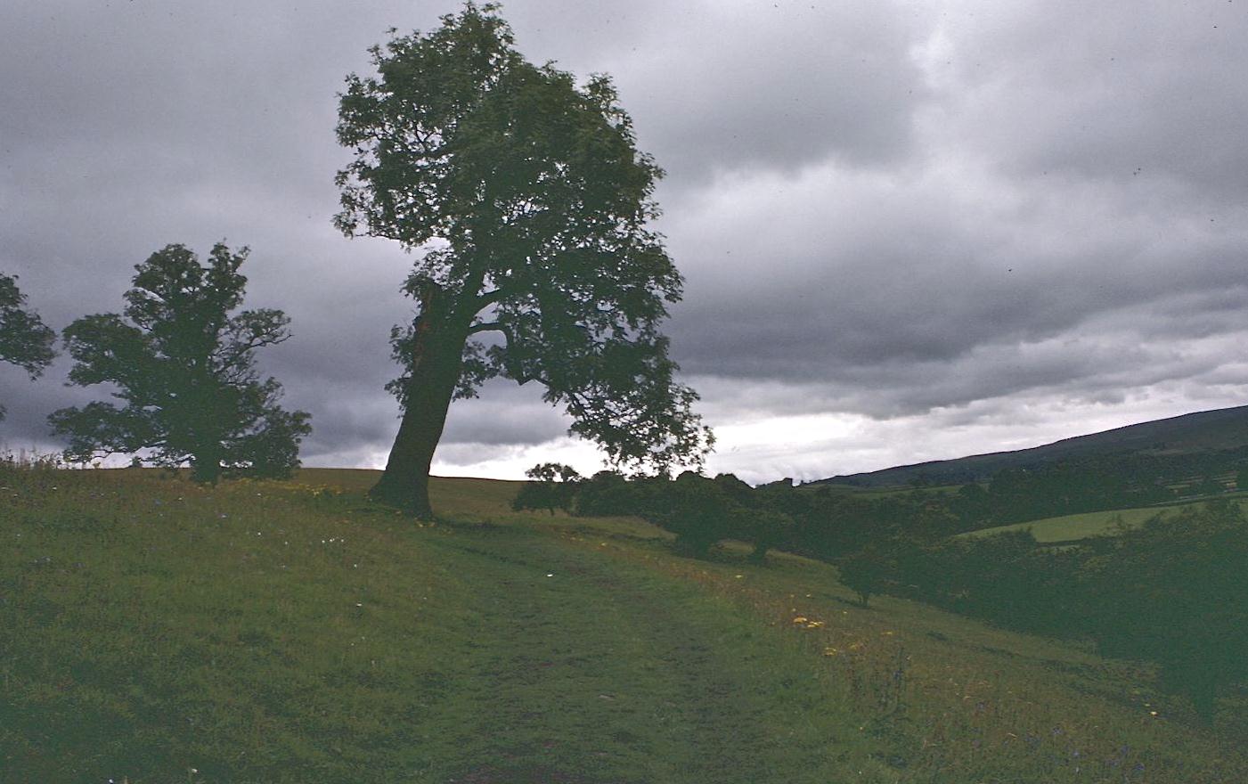 An old tree leans over the track near Unthank Bank