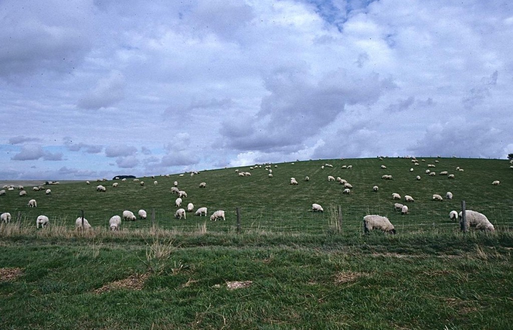 Sheep on Roden Downs