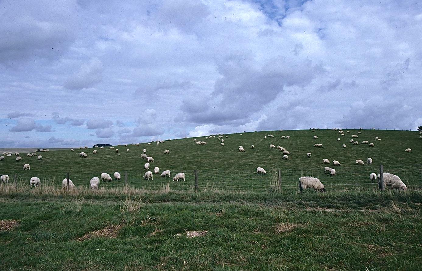 Sheep on Roden Downs