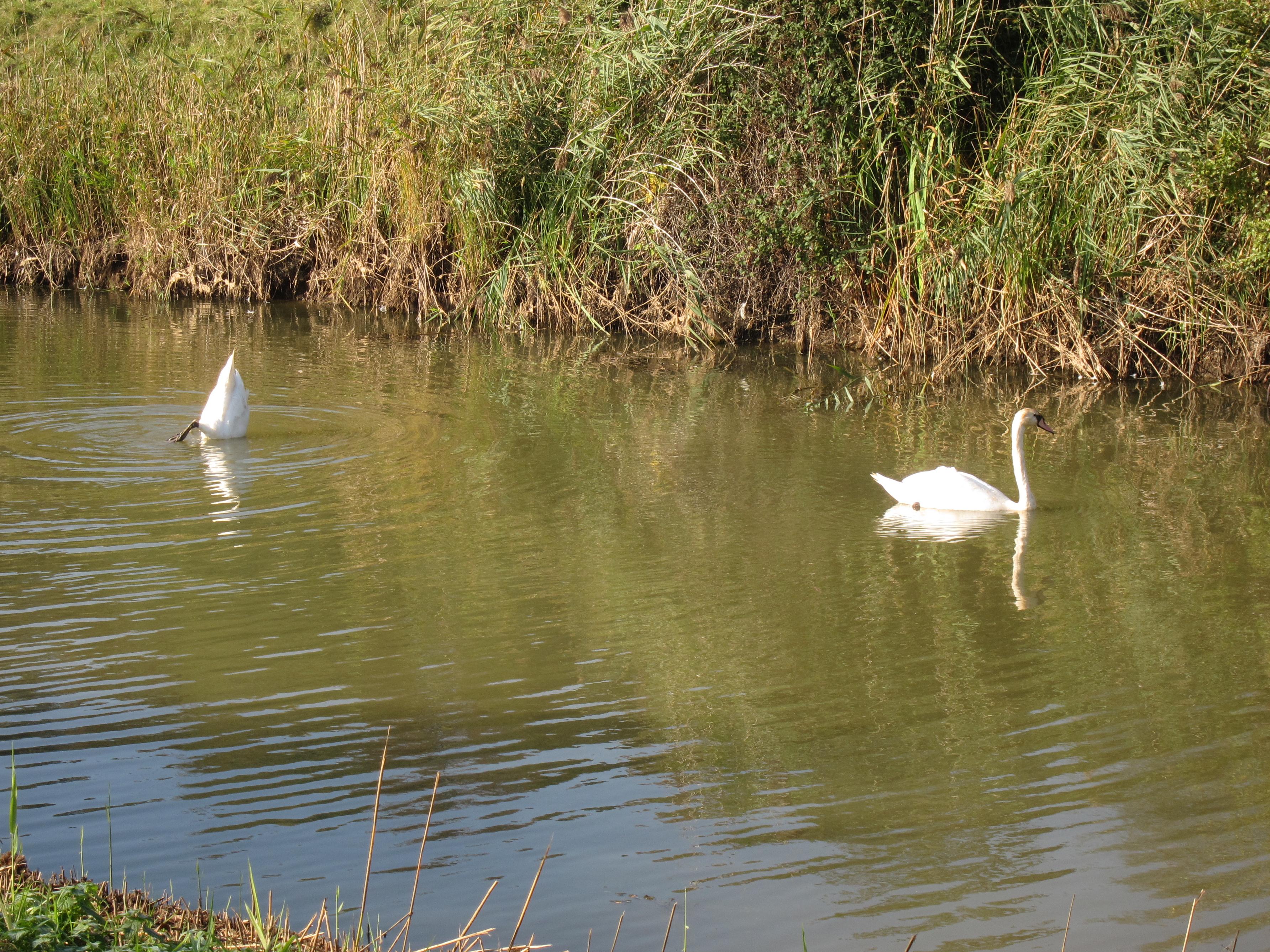 Swans on the Royal Military Canal