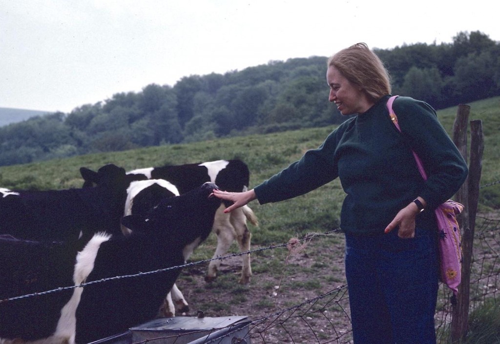 On Westburton Hill: Bunny Dexter greets some cows.