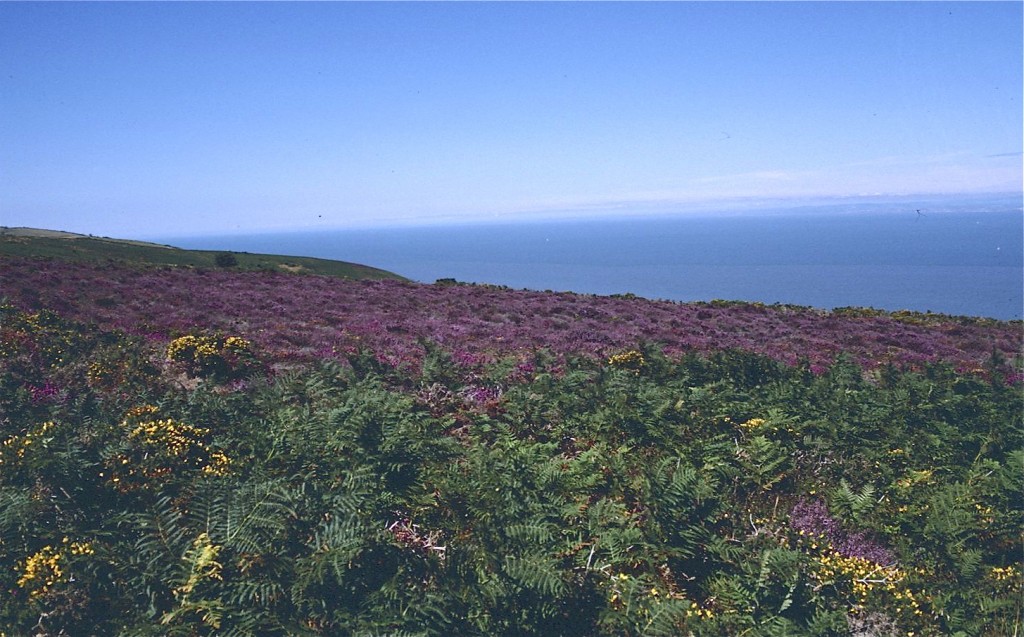 Heather in bloom on North Hill