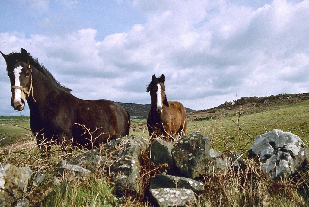 Horses near Carnelloe Long Rock