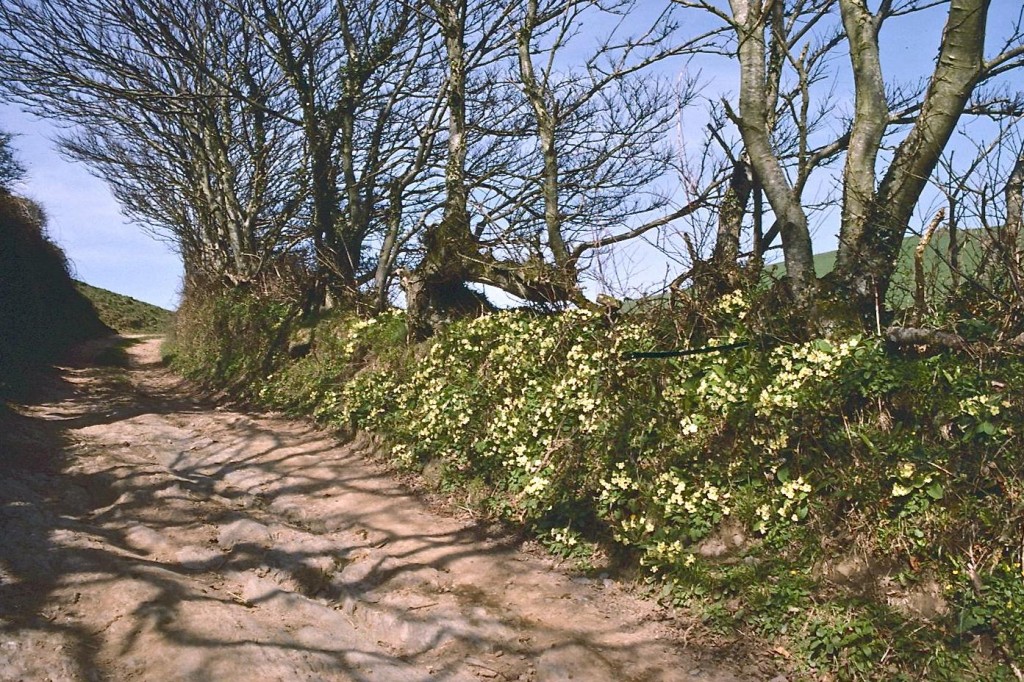 The primrose path to Saunton Court