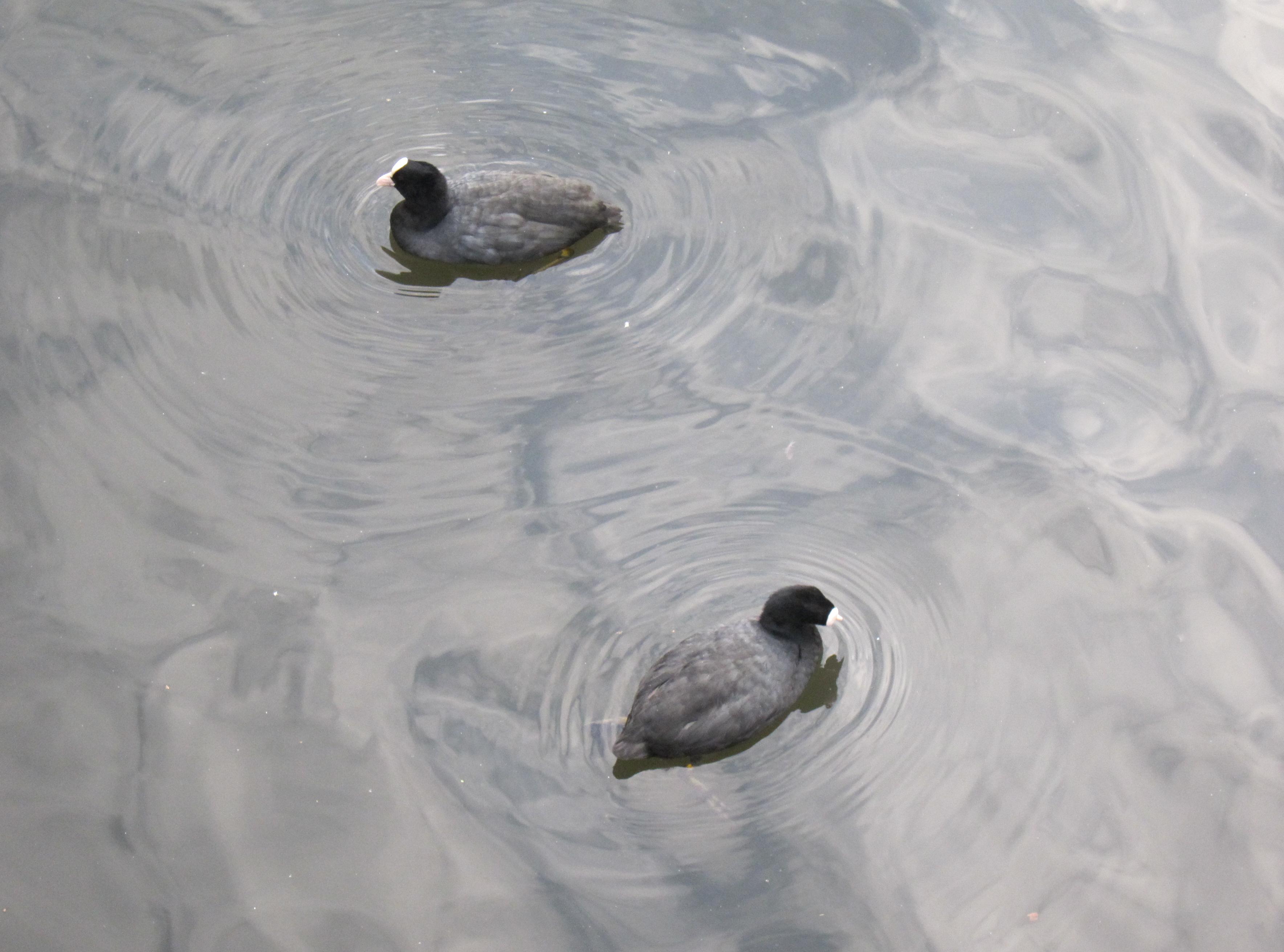 In Britain wherever there is water there are coots.