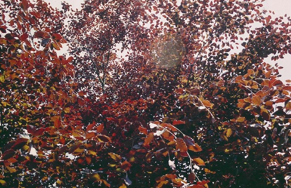 A great ornament of the countryside – the copper beech