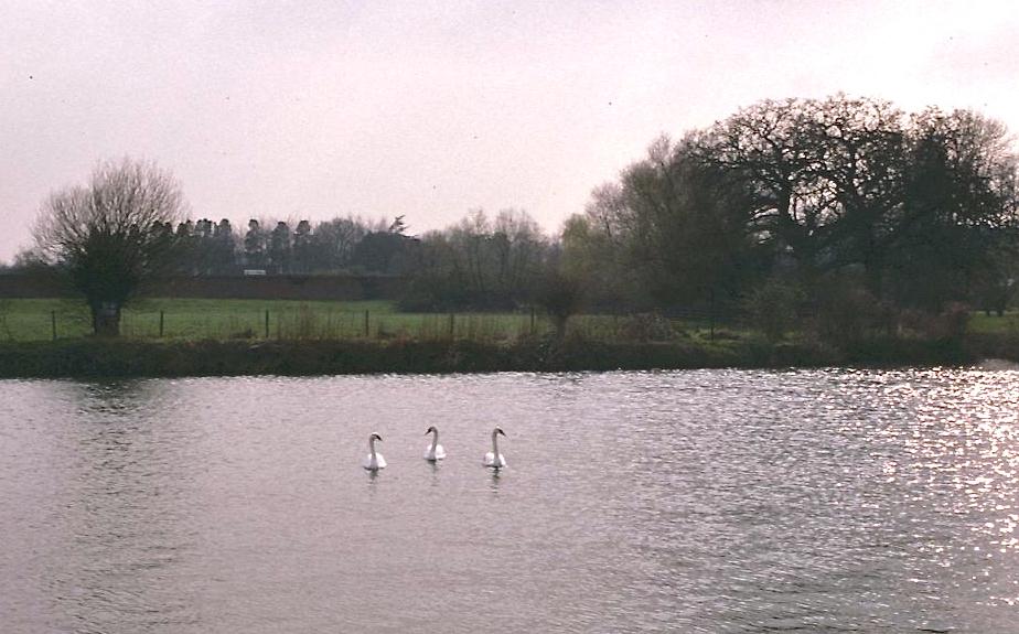 Evidently all the swans on the Thames belong to the Queen.