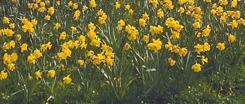 One of the great rewards of springtime walking  in Britain ¬– daffodils in bloom.
