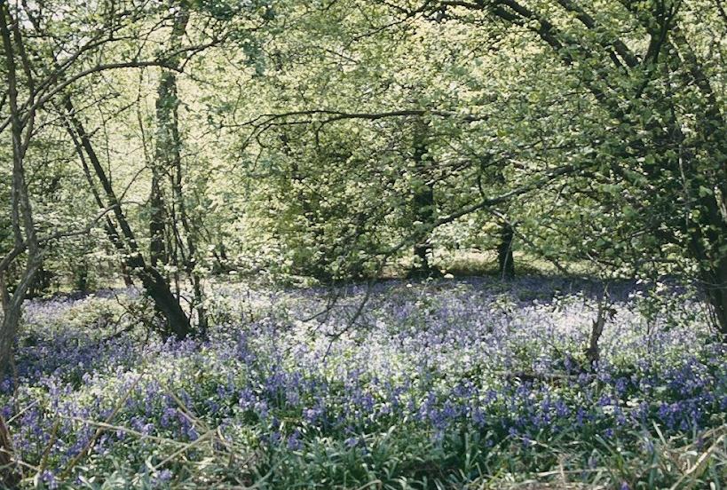Bluebells – another springtime dividend on the British footpath