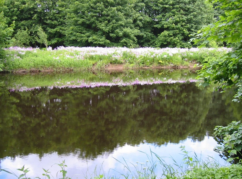 Flowers reflected on the calm surface of the River Eden