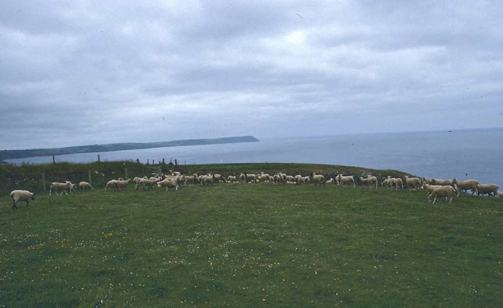 A distant view of Dodman Point
