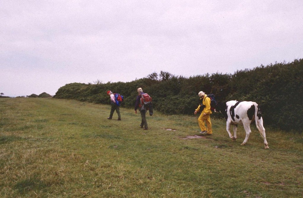 Margie protests when a cow joins our party at the High Land of Orcombe.