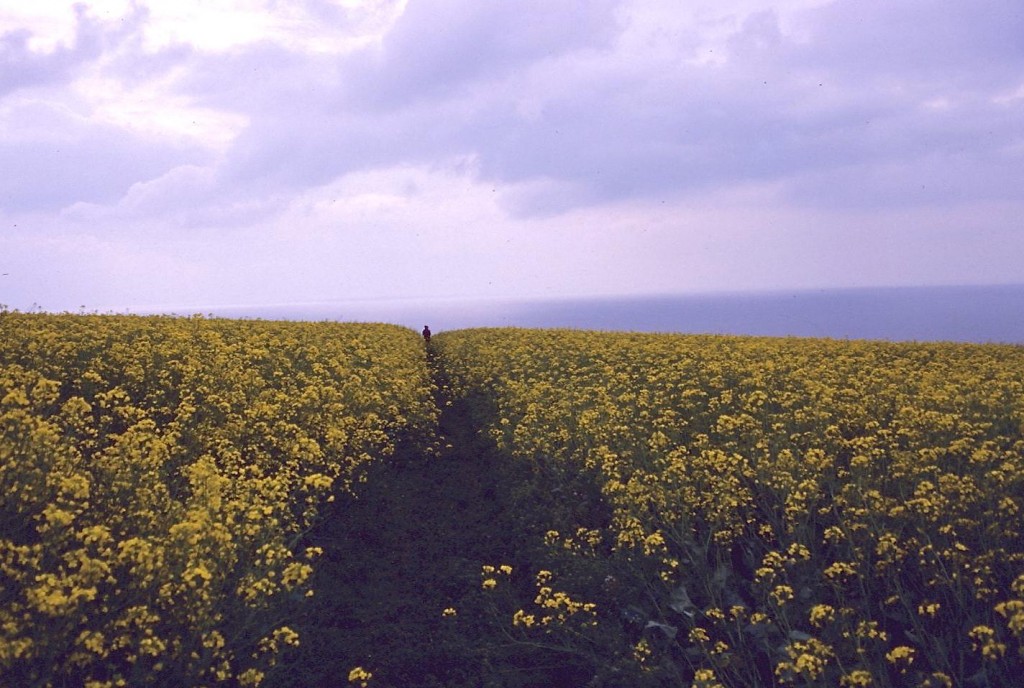 The path is a chasm in a field of rape as it approaches the famous undercliff.