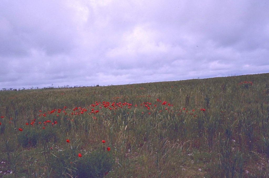 Ridgetop poppies