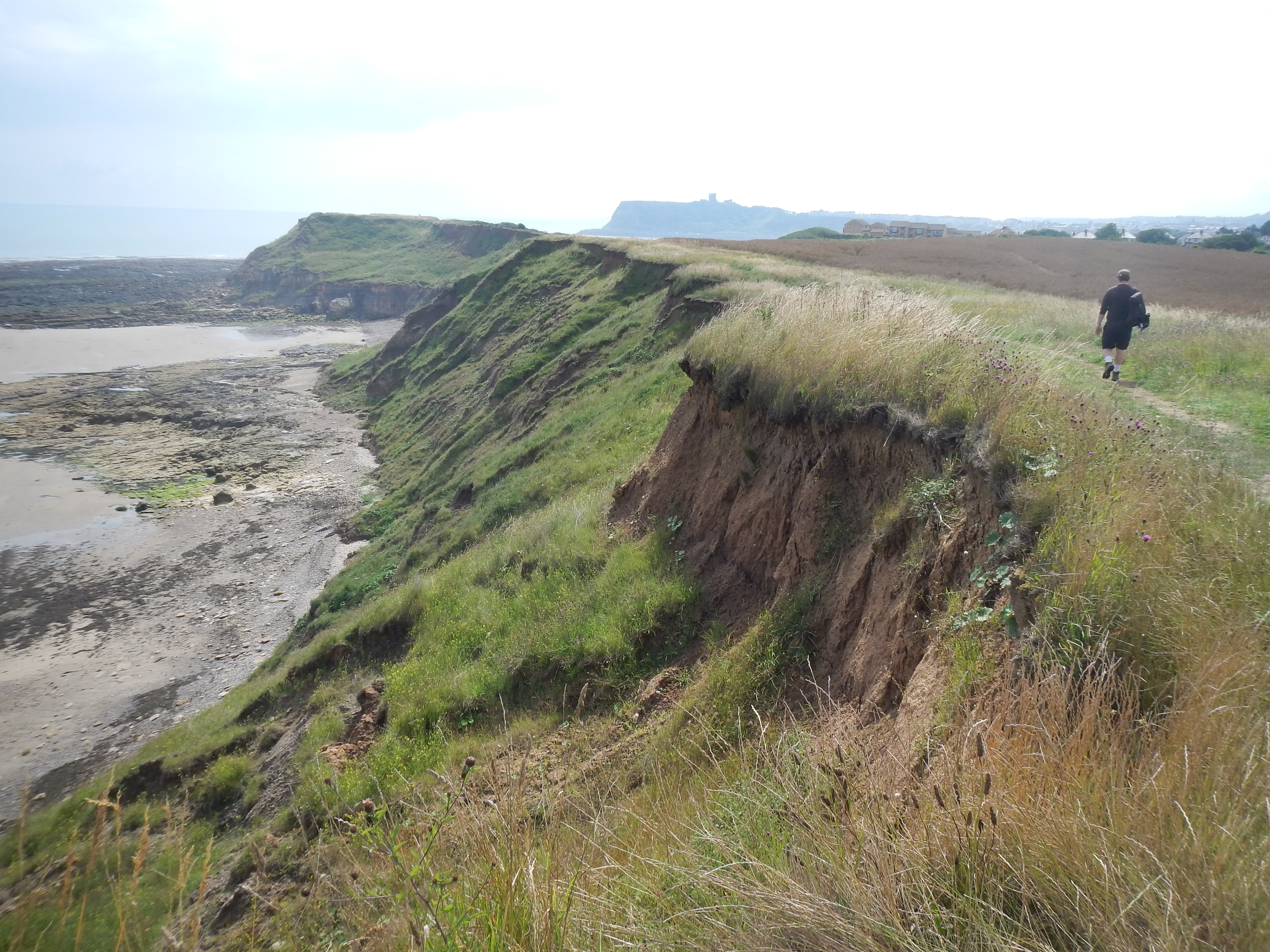 We rejoin the Cleveland Way near Scalby Ness.
