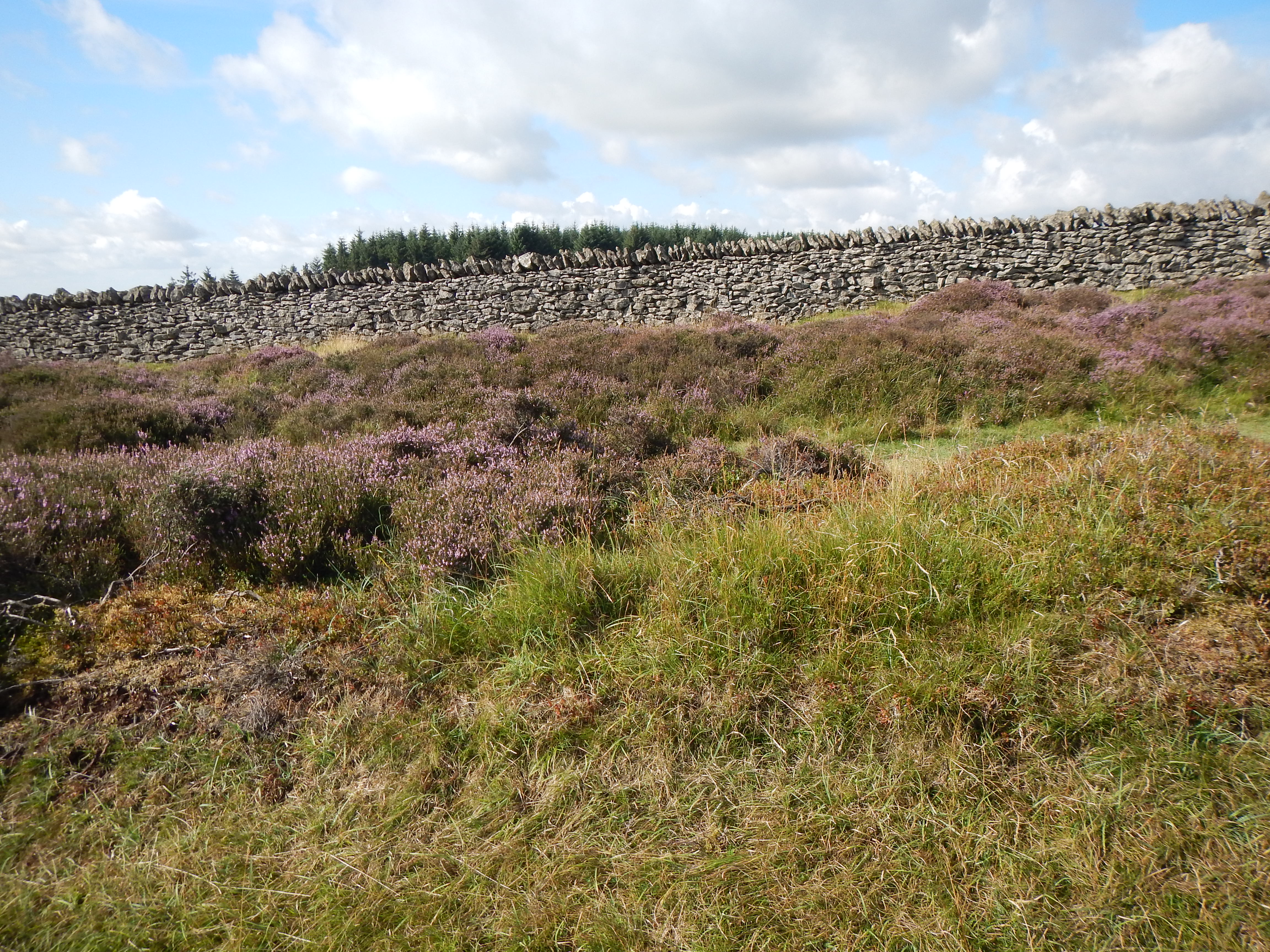 Along the Drove Road – with heather and dry stone wall.